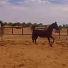 حصان شعبي