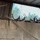 قميري للبيع