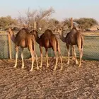 قعدان شحم ونضيفه