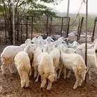 رخال صنف مقاني بفحلها اغلبها باين دفاعه عدد 17راس