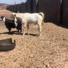 تيس فحل هولندي