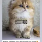 سكوتش فولد سكوتش ستريت كيتن cat بريتش قطط بيور مستورد قطه