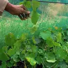 عنب فاخر وحبة كبيره