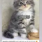 قطه قطوه قطط قط بسه قطو كيتن شيرازي هملايا