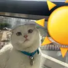 ذكر سكوتش فولد