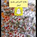 نحل وعسل للبيع