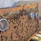 ازالة النحل المزعج والكشف على الخلايا