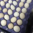 بيض بلدي