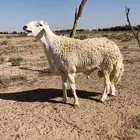 فحل حري