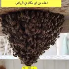 نحل العسل