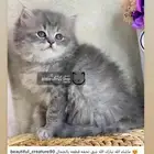 قطط قطه قطوه قطو بسه كيتن بيرشن بيكي فيس شيرازي هملايا