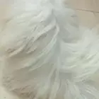 كلب أليف للبيع الون ابيض نوعه مارتينيز وعمره سنتين متدرب