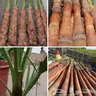 نخل واشنطن بجميع المقاسات