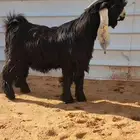 جذع عارضي خصصصم