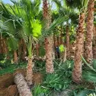 الأشجار النخيل الواشنطني والعشب الطبيعي