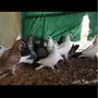 فراخة حمام مشكل