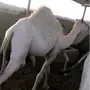 الباحه-العقيق