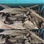 عود ماليزي سوبر مرتفع وعود مروكي محسن