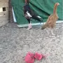 دجاج باكستاني فاخر..