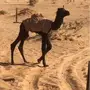 حوار العمر فوق الشهر