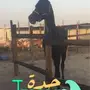 مهر شعبي شيخ