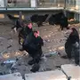 براهما اسود