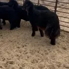 ذبائح بهم خرفان عرب