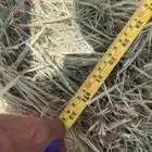 علف بلوبنك