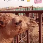 حري وسواكني وحوار التوصيل مجان ا