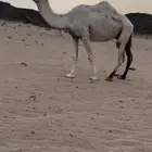 ضروبه ناقه