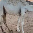 حاشي