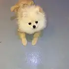 كلب بومرينيان