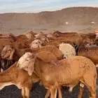 سواكن حمرية مرابي برية جذعان وثنيان