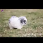 ارانب