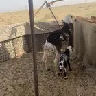 نجديه ثنيه والد