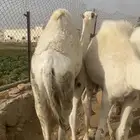 حشوان مفاريد ناهيه ( تم البيع )