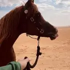 اسطبل الياسرية ايواء وتدريب