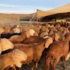 سواكن حمريه مرابي بريه