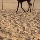 تم البيع