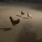دجاج للبيع