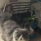 قطط شيرازي وسكوتش فولد