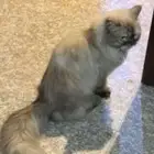 قط شيرازي
