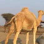 ناقه وضحى مشروطه من كل العذاريب