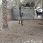 مهره واهو مكس  
