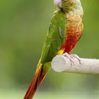 فرخ كنيور اناناس بسعر مغري جدا