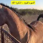 (تم البيع)  مهره شيخه منوة القناي