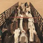 تريلا نقل ابل وراس سحب غرف اتصال