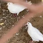 حمام فرنسي للبيع
