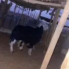 حايل نجديه طيبه للبيع