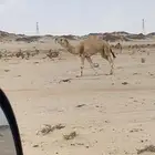 فحل عوني طيب وسنه سديس الموقع ضواحي بيشة